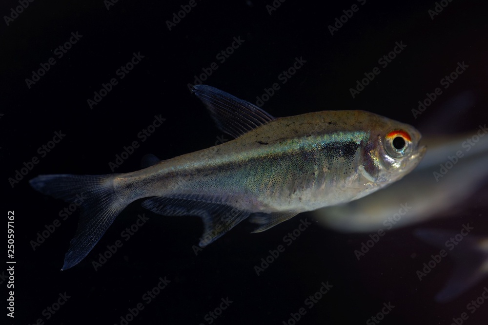 Black neon tetra (Hyphessobrycon herbertaxelrodi) Black neon tetra (Hyphessobrycon herbertaxelrodi)