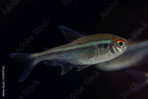 Black neon tetra (Hyphessobrycon herbertaxelrodi)