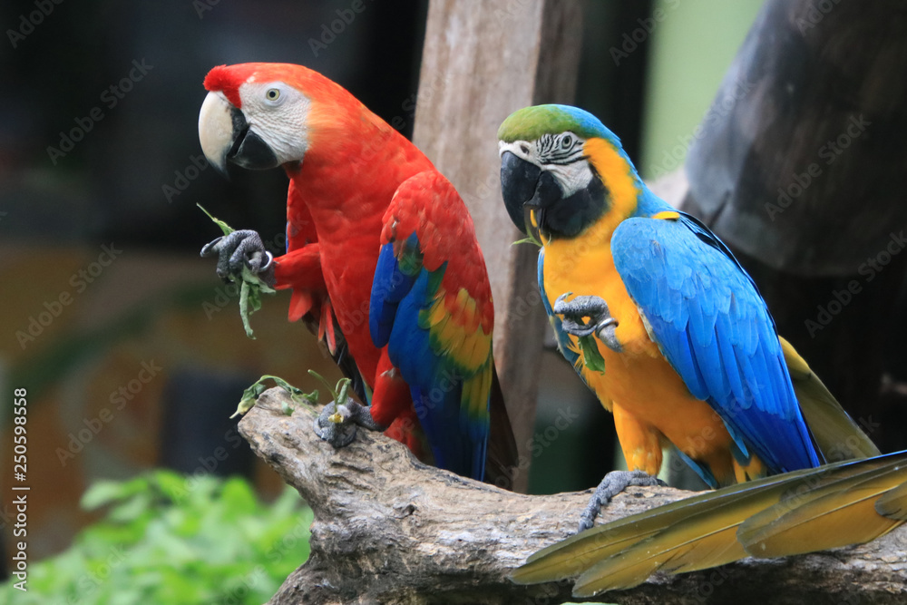 Two macaw parrots eat leaves.