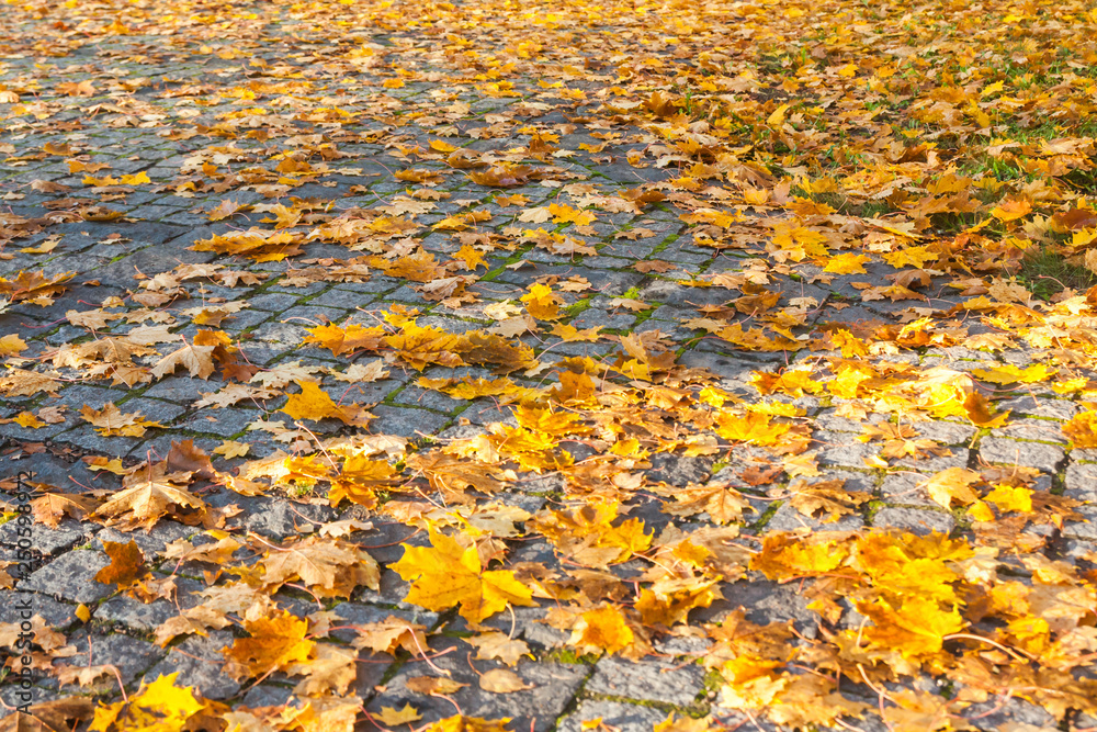Colorful autumn maple leaves on walkway in Finland. Colorful autumn maple leaves on walkway in Finland.