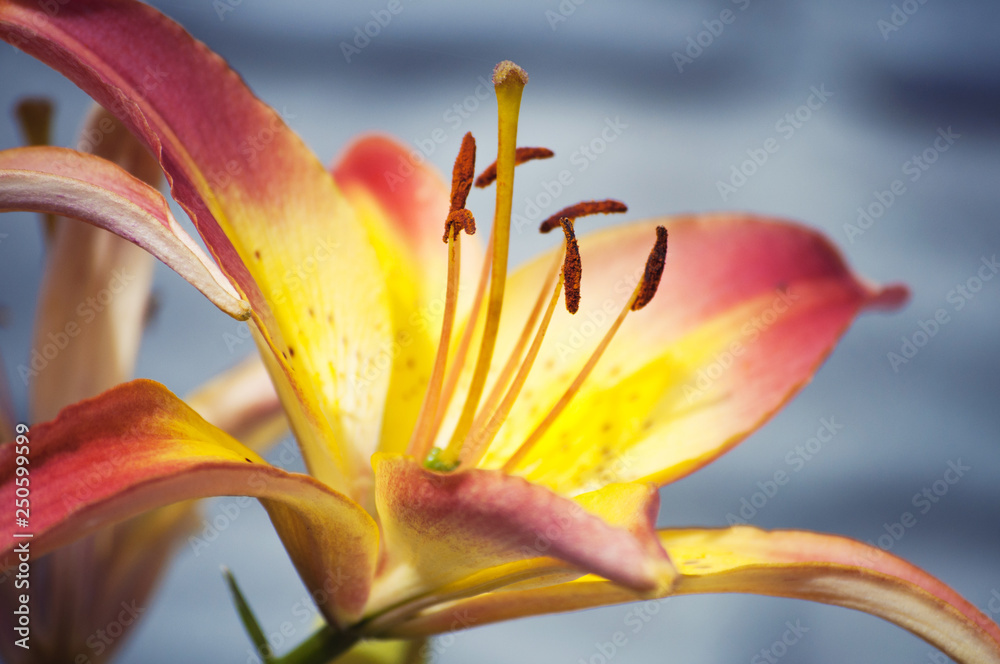 Fototapeta premium orange flower