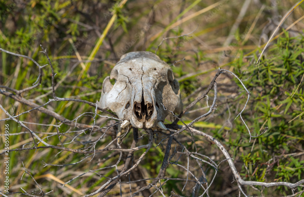 Old Skull of a Wild Boar in the Hills of Southern Italy