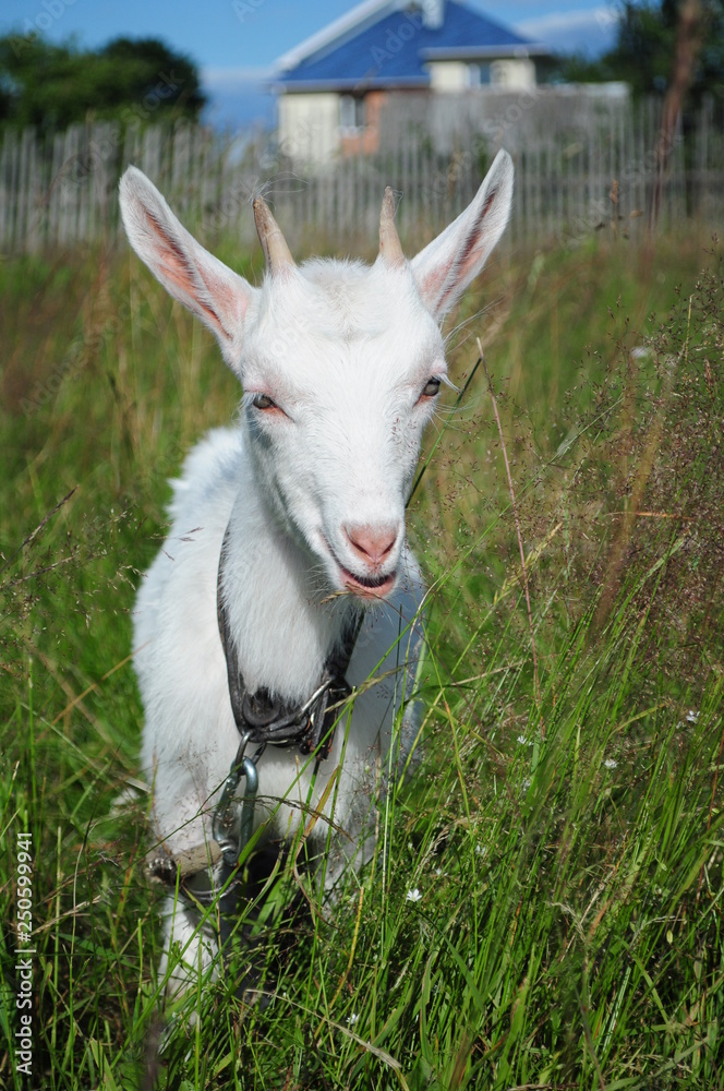 Obraz premium goat on the meadow