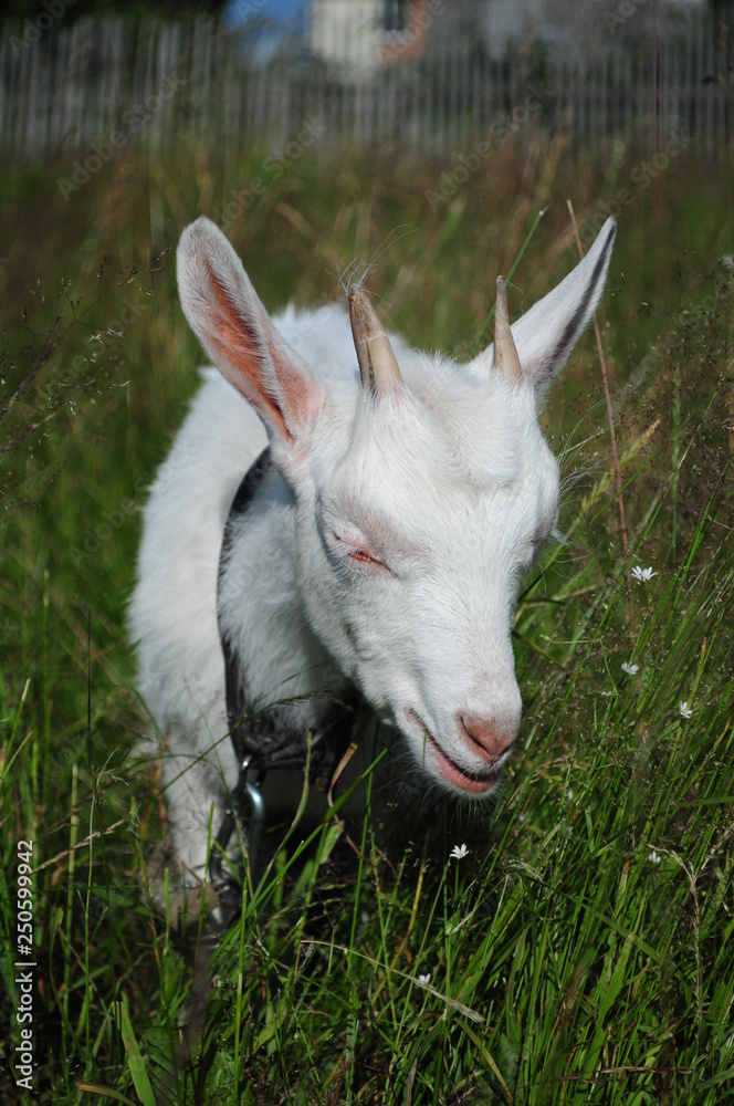 Obraz premium white goat