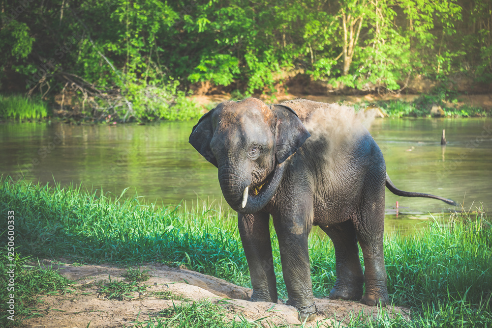 Fototapeta premium Wild elephant in the beautiful forest, Thailand