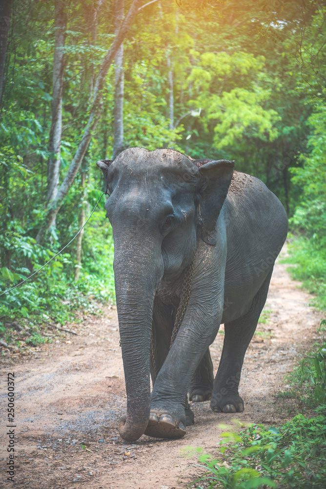 Fototapeta premium Wild elephant in the beautiful forest, Thailand