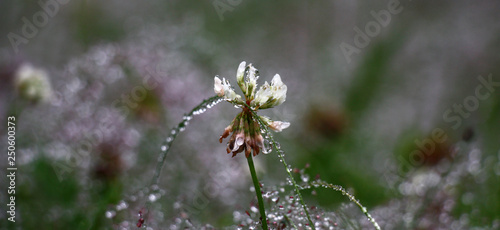 Single flower of a white clover among a lawn grass. Everything is decorated with garlands from rain drops of water.