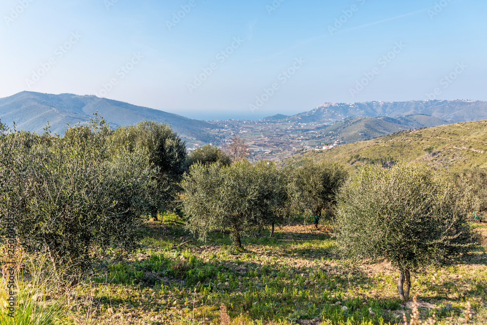 Olive Grove in the Hills of Southern Italy