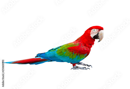 side view full body of scarlet ,red macaw bird standing isolated white background photo