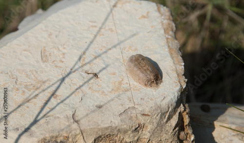 Fossil of a Beetle on a Rock in Southern Italy