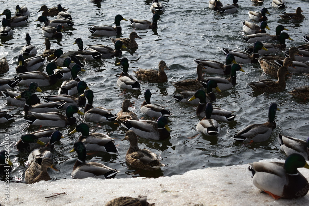 Fototapeta premium ducks