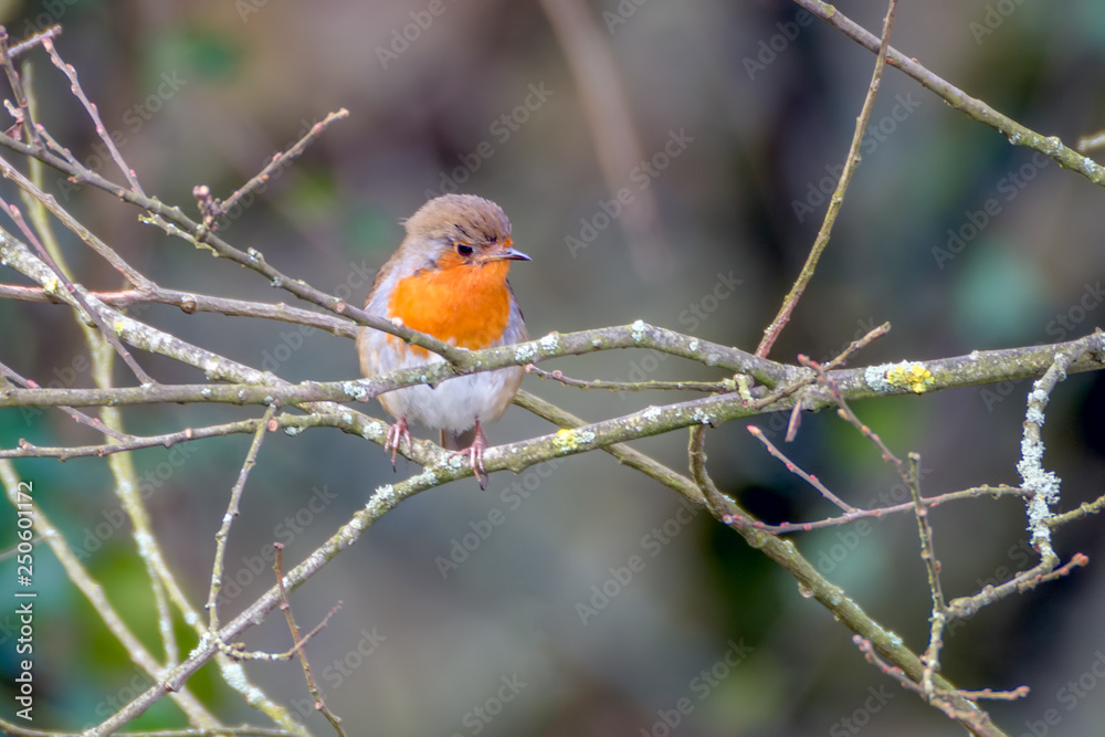 Robin in a bush facing left, Kenfig Nature Reserve, South Wales, UK