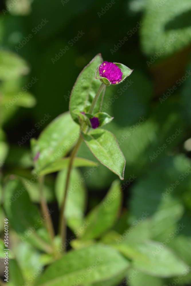 Globe amaranth Violacea Globe amaranth Violacea