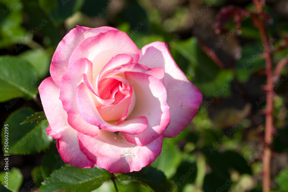 Lovely and romantic blooms of the Hybrid Tea rose 'Double Delight' in the botanical garden Lovely and romantic blooms of the Hybrid Tea rose 'Double Delight' in the botanical garden