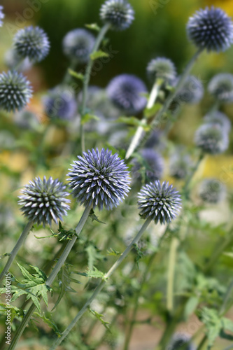 Southern globethistle