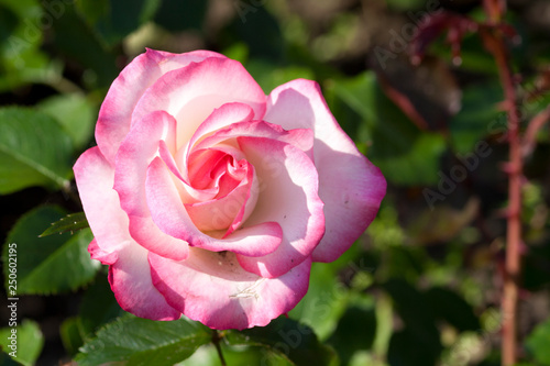Lovely and romantic blooms of the Hybrid Tea rose  'Double Delight' in the botanical garden 