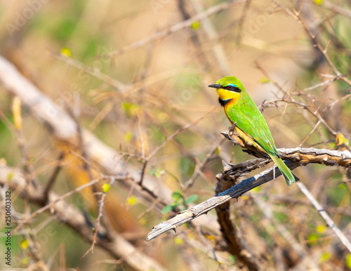 little bee-eater © Bruce