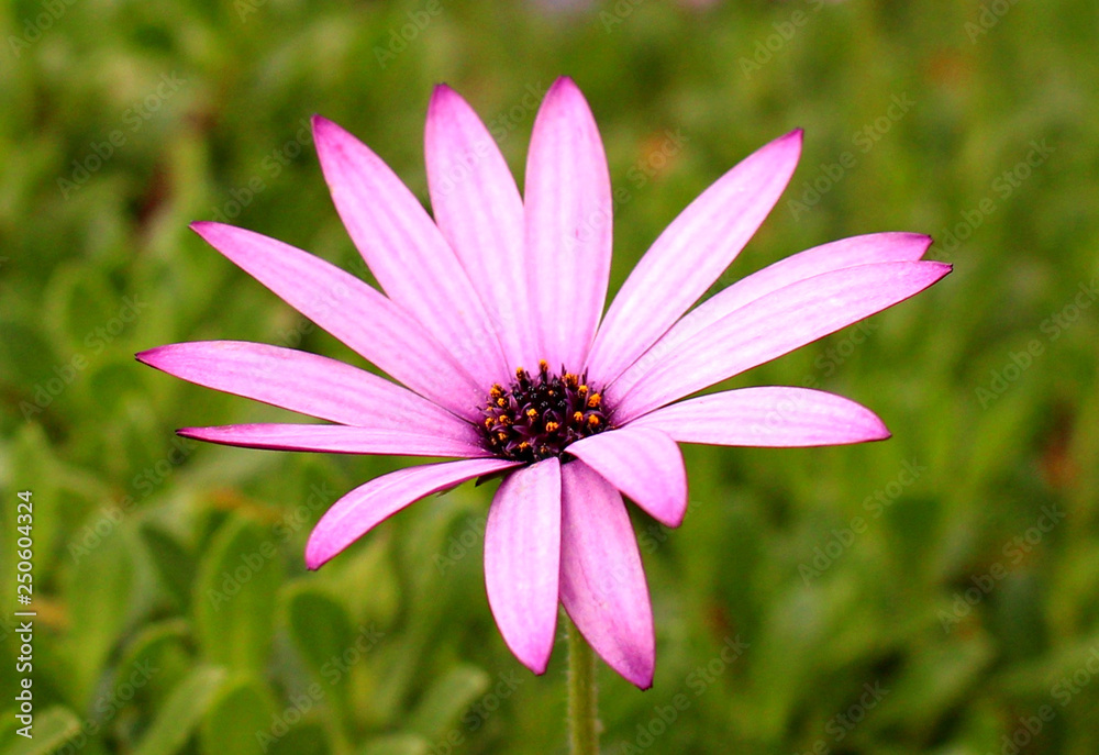 African Daisy African Daisy
