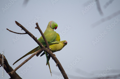 lovebird-parrot