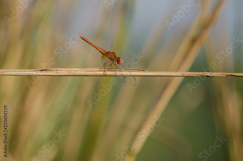 lovely-butterfly