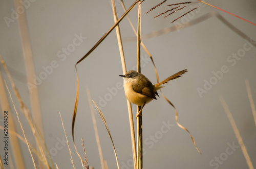 Sparrow 