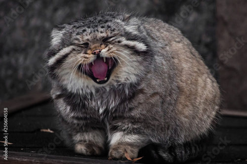 A large and dissatisfied wild cat, Manul, is shouting loudly, opening his red mouth, predatory and evil. photo