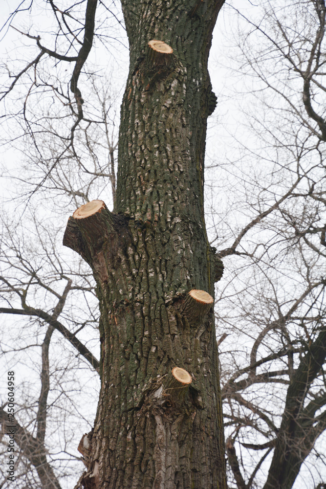 Common Park Tree Pruning Mistake. Cutting tree branches. Bad tree branches pruning. Common Park Tree Pruning Mistake. Cutting tree branches. Bad tree branches pruning.