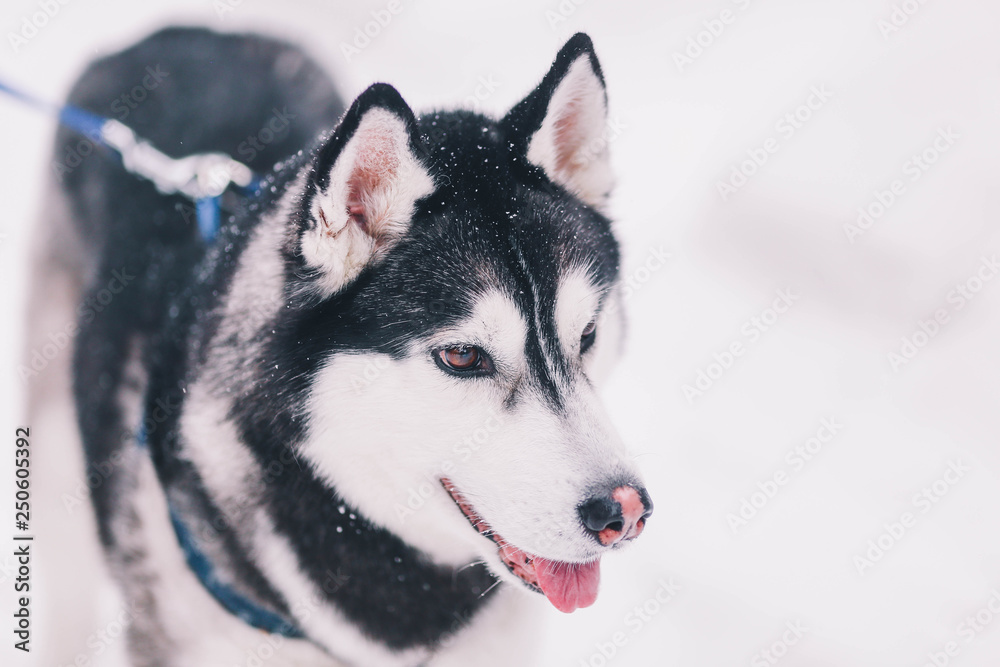 Siberian husky  in the snowy forest