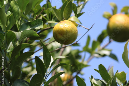 fresh oranges on tree