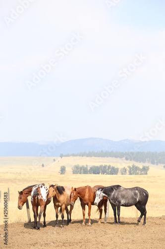 horses