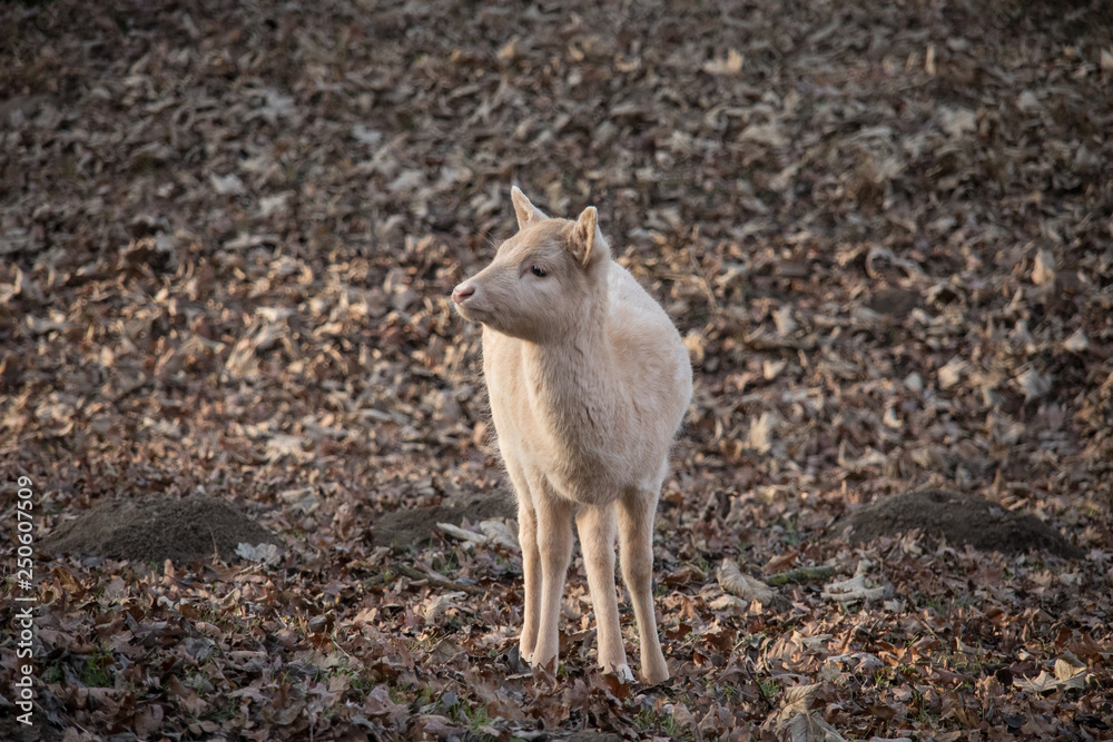 Obraz premium Kleiner weißer Damhirsch auf Herbstlaub