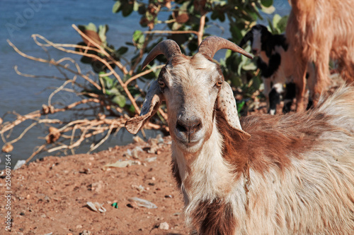 Khartoum Sudan Nubia Nile Arab photo