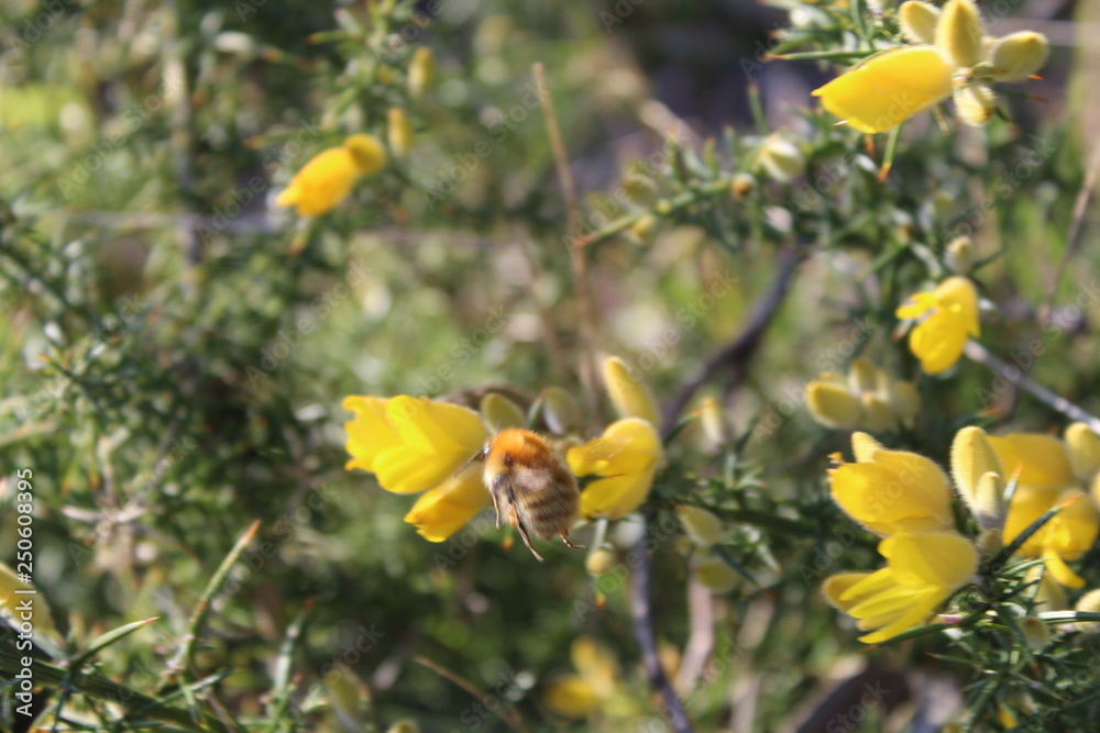 Obraz premium Abejorro glotón en flor