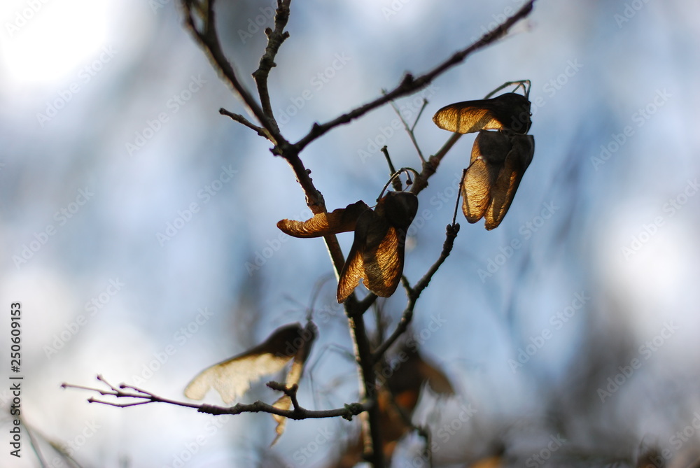Naklejka premium Ahornsamen am Baum im Gegenlicht
