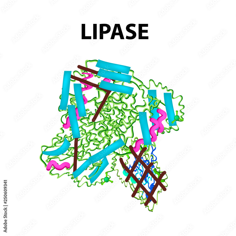 Molecular structural chemical formula Lipase. Enzyme digestive tract