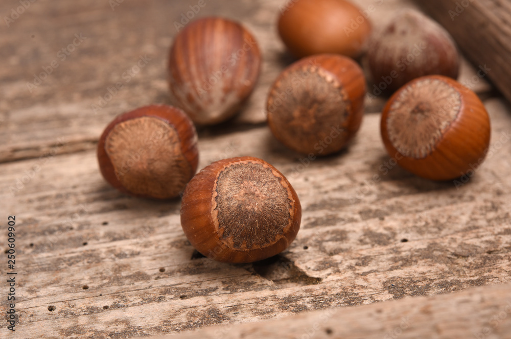 Obraz premium Hazelnut