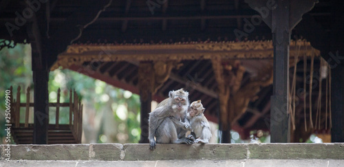 Long-tailed macaques at stone temple Sangeh monkey forest, Bali, Indonesia