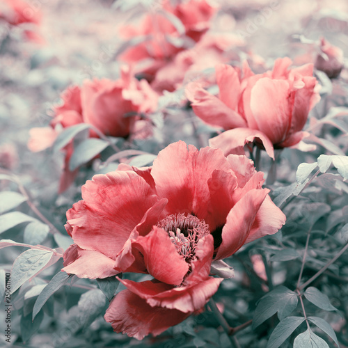 Peonies flowers close up  stylized