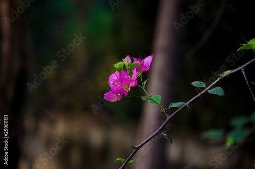 pink flower
