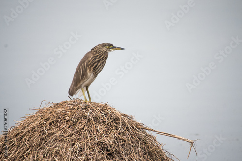 Indian-pond-heron