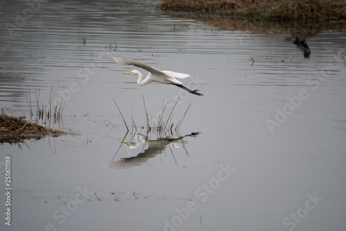 Great-egret in flight