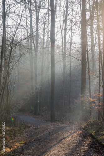 Fog rises on a sunny winter morning on the forest road