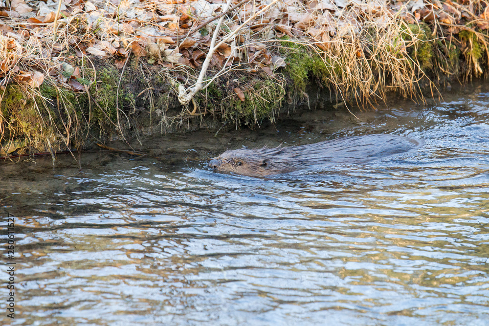A European beaver swims in the water of a river A European beaver swims in the water of a river