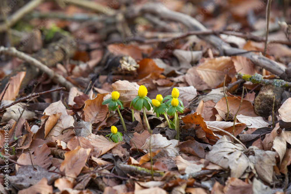 Winterlings sprout in the old beech leaves as spring messengers