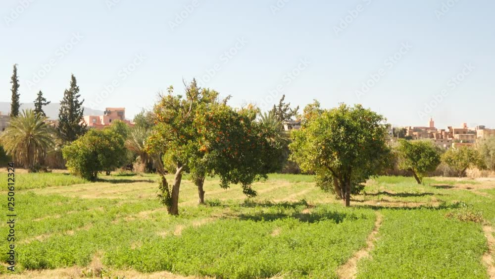Orange trees and grass by village in Morocco, Africa. Orange trees and grass by village in Morocco, Africa.