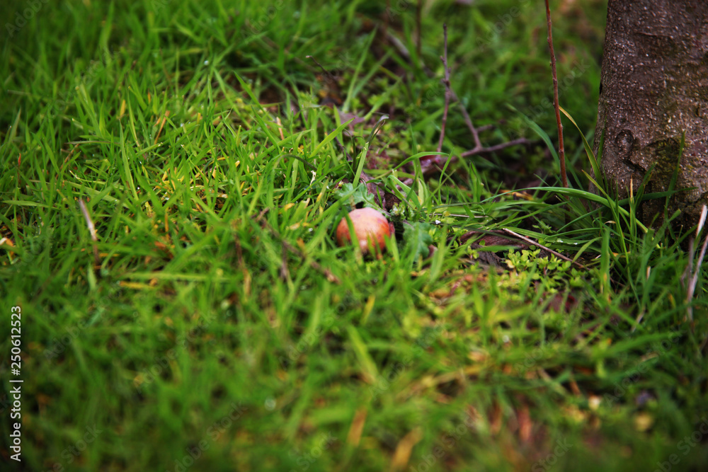 Obraz premium A close-up of Medlar Fruit fallen on the grass