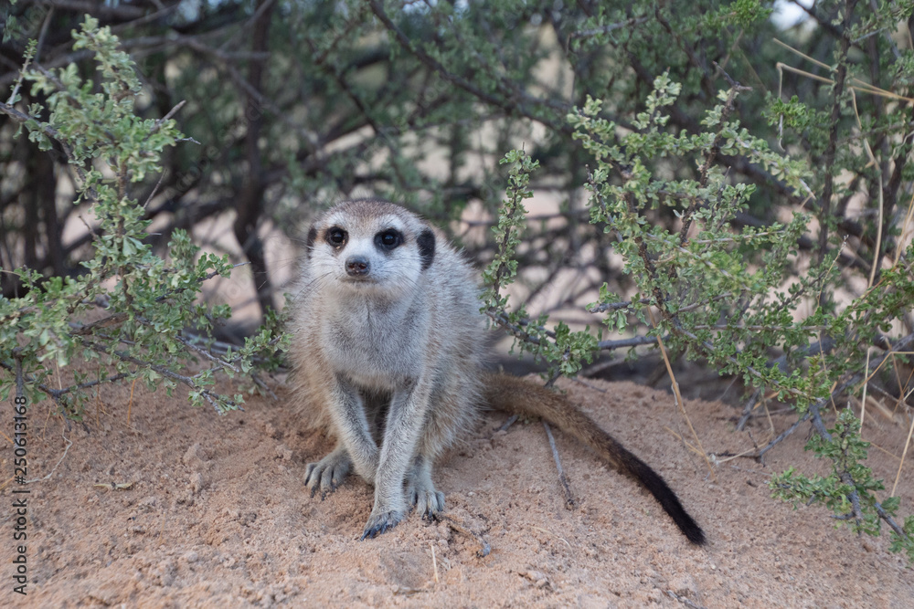 Fototapeta premium Meerkat head on