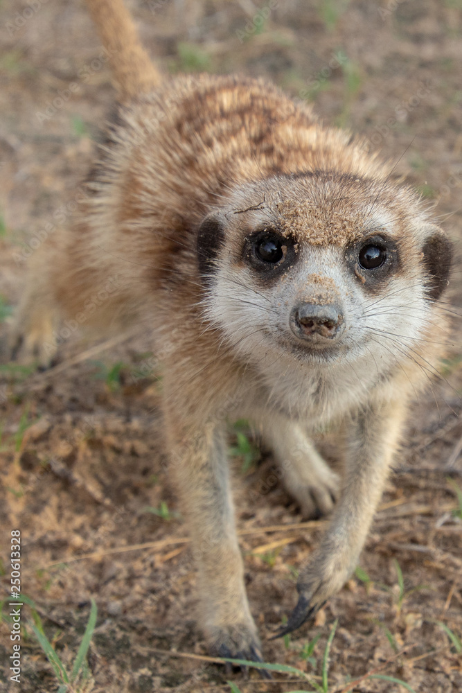 Fototapeta premium Cute meerkat pup