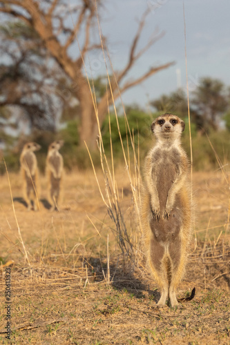 Female meerkat sentinel