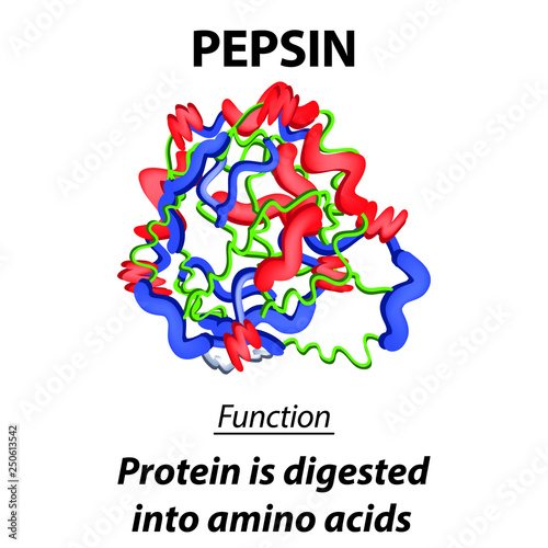 The molecular structural chemical formula of pepsin. Functions of the digestive tract enzyme pepsin. Turns proteins into amino acids. Infographics. Vector illustration on isolated background.